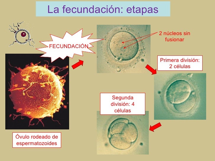 La reproduccion