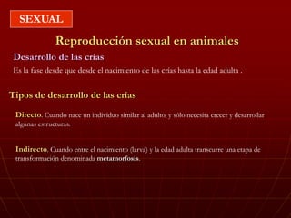 SEXUAL
Reproducción sexual en animales
Es la fase desde que desde el nacimiento de las crías hasta la edad adulta .
Desarrollo de las crías
Directo. Cuando nace un individuo similar al adulto, y sólo necesita crecer y desarrollar
algunas estructuras.
Tipos de desarrollo de las crías
Indirecto. Cuando entre el nacimiento (larva) y la edad adulta transcurre una etapa de
transformación denominada metamorfosis.
 