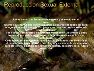 Reproduccion Sexual Externa     Ranas tienen una fecundación externa y se efectúa en el  agua.  El amplexus (forma que tienen  las ranas de aparearse) puede ser axilar o inguinal, o sea, los machos sujetan a las hembras por las axilas o la zona de la ingle.  Los huevos son puestos  en paquetes y presentan un tamaño y unas formas que son diferentes según a la familia o a la especie a que pertenecen. Cada huevo está envuelto por una cápsula gelatinosa que se dilata en el momento de tener contacto con el agua y así aumenta de volumen para proteger al embrión que hay en su interior, para proteger al futuro renacuajo. 