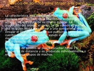 La característica más importante que tienen las ranas, desde la reproducción, es la de producir sonidos para atraer a los individuos de su misma especie. La producción del sonido, el canto, se da cuando el macho, que es quien canta para atraer a una compañera, hace circular el aire procedente de sus pulmones hasta las cuerdas vocales. A menudo el sonido es amplificado mediante los sacos vocales.  Por lo tanto, si oímos  una rana seguro que es un macho. La emisión de sonidos se puede escuchar hasta 1'5 kilómetros de distancia y es producida individualmente o en numerosos grupos de machos.        Emisión de sonidos para atraer a la pareja 