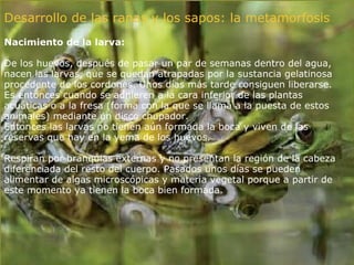 Desarrollo de las ranas y los sapos: la metamorfosis   Nacimiento de la larva: De los huevos, después de pasar un par de semanas dentro del agua, nacen las larvas, que se quedan atrapadas por la sustancia gelatinosa procedente de los cordones. Unos días más tarde consiguen liberarse. Es entonces cuando se adhieren a la cara inferior de las plantas acuáticas o a la fresa (forma con la que se llama a la puesta de estos animales) mediante un disco chupador.  Entonces las larvas no tienen aún formada la boca y viven de las reservas que hay en la yema de los huevos.  Respiran por branquias externas y no presentan la región de la cabeza diferenciada del resto del cuerpo. Pasados unos días se pueden alimentar de algas microscópicas y materia vegetal porque a partir de este momento ya tienen la boca bien formada. 