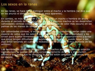 Los sexos en la ranas En las ranas, se hace difícil distinguir entre el macho y la hembra (se dice que en los anuros el dimorfismo sexual es poco aparente). En cambio, es más fácil saber si estamos ante un macho o hembra de anuro durante el periodo de reproducción, ya que a algunos machos se les desarrollan callosidades córneas (como unas pequeñas duricias de color más oscuro) en las palmas de las manos de las extremidades anteriores. Las callosidades córneas, si estos animales fuesen mamíferos, serían como una especie de callos que les salen a los machos cuando se van a reproducir y les sirven para sujetar firmemente a las hembras durante el apareamiento y evitar que éstos tengan dificultades en sujetar a su compañera ( puede llegar a ser algo difícil teniendo en cuenta la resbaladiza piel desnuda y muy húmeda de los anfibios). Las hembras las podemos distinguir de los machos porque durante la estación reproductora su cuerpo aumenta considerablemente de peso y de volumen debido a que hasta que no efectúen la puesta están cargadas de huevos, por así decirlo . 