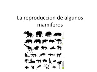 La reproduccion de algunos
mamiferos
 