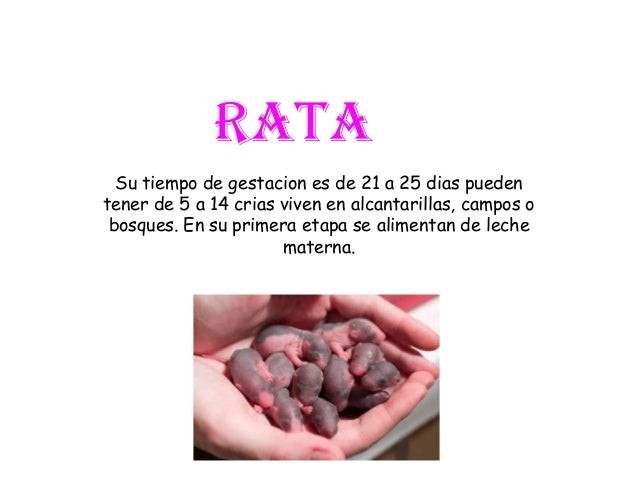 La reproduccion de algunos mamiferos