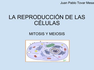 LA REPRODUCCIÓN DE LAS CÉLULAS MITOSIS Y MEIOSIS Juan Pablo Tovar Mesa 