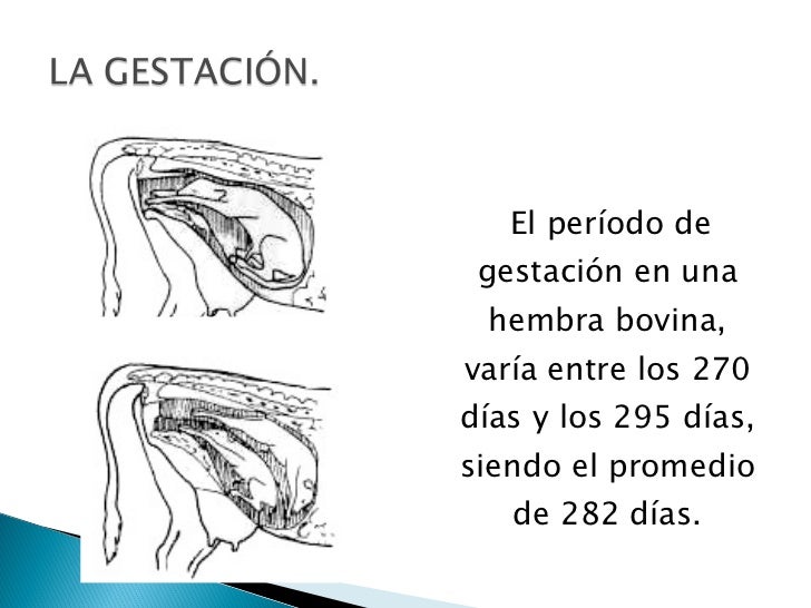 La Reproduccion En Los Bovinos