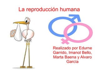 La reproducción humana  Realizado por Edurne Garrido, Imanol Bello, Marta Baena y Alvaro García 