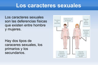Los caracteres sexuales
Los caracteres sexuales
son las deferencias físicas
que existen entre hombre
y mujeres.


Hay dos tipos de
caraceres sexuales, los
primarios y los
secundarios.
 