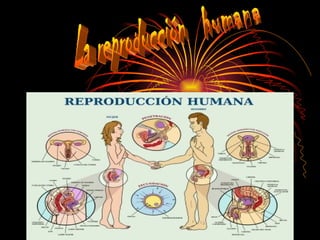 La reproducción  humana 