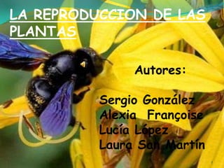 LA REPRODUCCION DE LAS
PLANTAS

               Autores:

          Sergio González
          Alexia Françoise
          Lucía López
          Laura San Martín
                             1
 
