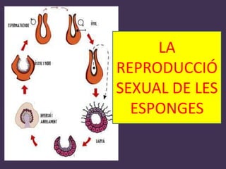 LA
REPRODUCCIÓ
SEXUAL DE LES
  ESPONGES
 