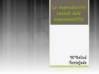 La reproducció
  sexual dels
 espermatòfits




        MªSalud
       Tortajada
 