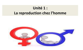 Unité 1 :
La reproduction chez l’homme
 