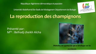 République Algérienne démocratique et populaire 
Université Abdelhamid Ibn Badisde MostaganemDépartement de Biologie 
Présenté par: 
Mlle : Belhadj cheikh Aîcha 
Pilobolus, un zygomycète qui se développe sur les 
excréments 
 