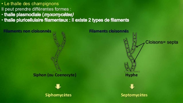 Les helminthes provoquent les tumeurs