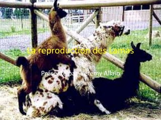 La reproduction des Lamas Présenté par: Jeremy Allain 