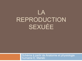 La reproduction sexuée Schéma à partir de Anatomie et physiologie humaine E. Marieb 