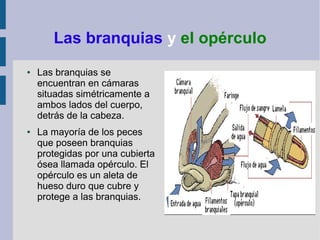 Las branquias y el opérculo
●   Las branquias se
    encuentran en cámaras
    situadas simétricamente a
    ambos lados del cuerpo,
    detrás de la cabeza.
●   La mayoría de los peces
    que poseen branquias
    protegidas por una cubierta
    ósea llamada opérculo. El
    opérculo es un aleta de
    hueso duro que cubre y
    protege a las branquias.
 