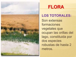LOS TOTORALES:
Son extensas
formaciones
vegetales que
ocupan las orillas del
lago, constituida por
dos especies
robustas de hasta 2
metros.
FLORA
 