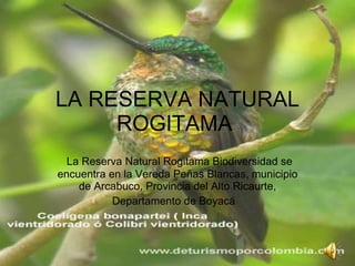 LA RESERVA NATURAL ROGITAMA  La Reserva Natural Rogitama Biodiversidad se encuentra en la Vereda Peñas Blancas, municipio de Arcabuco, Provincia del Alto Ricaurte, Departamento de Boyacá   