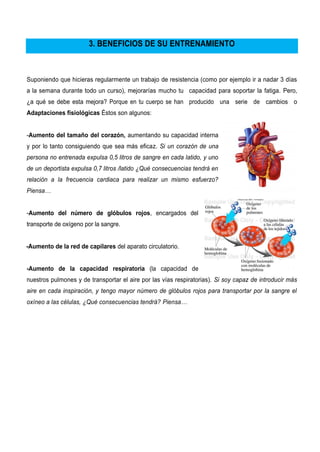 3. BENEFICIOS DE SU ENTRENAMIENTO
Suponiendo que hicieras regularmente un trabajo de resistencia (como por ejemplo ir a nadar 3 días
a la semana durante todo un curso), mejorarías mucho tu capacidad para soportar la fatiga. Pero,
¿a qué se debe esta mejora? Porque en tu cuerpo se han producido una serie de cambios o
Adaptaciones fisiológicas Éstos son algunos:
-Aumento del tamaño del corazón, aumentando su capacidad interna
y por lo tanto consiguiendo que sea más eficaz. Si un corazón de una
persona no entrenada expulsa 0,5 litros de sangre en cada latido, y uno
de un deportista expulsa 0,7 litros /latido ¿Qué consecuencias tendrá en
relación a la frecuencia cardiaca para realizar un mismo esfuerzo?
Piensa…
-Aumento del número de glóbulos rojos, encargados del
transporte de oxígeno por la sangre.
-Aumento de la red de capilares del aparato circulatorio.
-Aumento de la capacidad respiratoria (la capacidad de
nuestros pulmones y de transportar el aire por las vías respiratorias). Si soy capaz de introducir más
aire en cada inspiración, y tengo mayor número de glóbulos rojos para transportar por la sangre el
oxíneo a las células, ¿Qué consecuencias tendrá? Piensa…
 