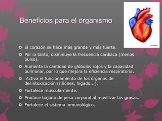 Beneficios para el organismo

 El corazón se hace más grande y más fuerte.
 Por lo tanto, disminuye la frecuencia cardiaca (menos
pulso).

 Aumenta la cantidad de glóbulos rojos y la capacidad
pulmonar, por lo que mejora la eficiencia respiratoria.
 Activa el funcionamiento de los órganos de
desintoxicación (riñones, hígado...).
 Fortalece muscularmente.
 Produce bajada de peso corporal al movilizar las grasas.
 Fortalece el sistema inmunológico.

 