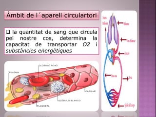Àmbit de l´aparell circulartori
 la quantitat de sang que circula
pel nostre cos, determina la
capacitat de transportar O2 i
substàncies energètiques
 