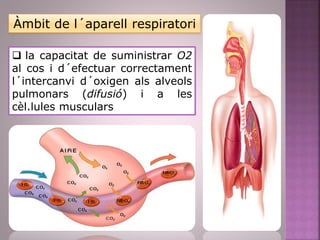 Àmbit de l´aparell respiratori
 la capacitat de suministrar O2
al cos i d´efectuar correctament
l´intercanvi d´oxigen als alveols
pulmonars (difusió) i a les
cèl.lules musculars
 