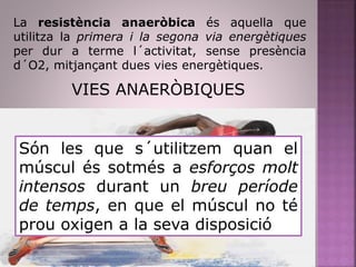 La resistència anaeròbica és aquella que
utilitza la primera i la segona via energètiques
per dur a terme l´activitat, sense presència
d´O2, mitjançant dues vies energètiques.
VIES ANAERÒBIQUES
Són les que s´utilitzem quan el
múscul és sotmés a esforços molt
intensos durant un breu període
de temps, en que el múscul no té
prou oxigen a la seva disposició
 