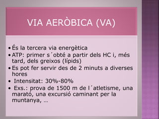VIA AERÒBICA (VA)
• És la tercera via energètica
• ATP: primer s´obté a partir dels HC i, més
tard, dels greixos (lípids)
• Es pot fer servir des de 2 minuts a diverses
hores
• Intensitat: 30%-80%
• Exs.: prova de 1500 m de l´atletisme, una
marató, una excursió caminant per la
muntanya, …
 