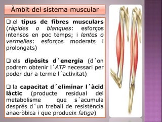 Àmbit del sistema muscular
 el tipus de fibres musculars
(ràpides o blanques: esforços
intensos en poc temps; i lentes o
vermelles: esforços moderats i
prolongats)
 els dipòsits d´energia (d´on
podrem obtenir l´ATP necessari per
poder dur a terme l´activitat)
 la capacitat d´eliminar l´àcid
làctic (producte residual del
metabolisme que s´acumula
després d´un treball de resistència
anaeròbica i que produeix fatiga)
 