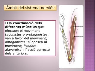 Àmbit del sistema nerviós
 la coordinació dels
diferents músclus que
efectuen el moviment
(agonistes o protagonistes:
van a favor del moviment;
antagonistes: s´oposen al
moviment; fixadors:
afavoreixen l´acció correcte
dels anteriors.
 