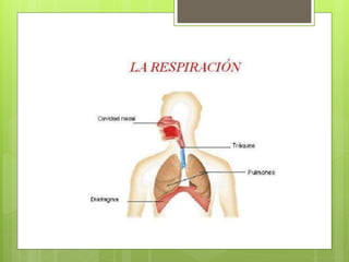 La respiració