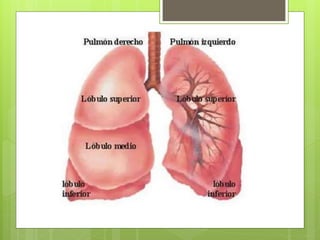 La respiració