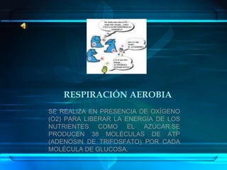 RESPIRACIÓN AEROBIASE REALIZA EN PRESENCIA DE OXÍGENO (O2) PARA LIBERAR LA ENERGÍA DE LOS NUTRIENTES COMO EL AZÚCAR.SE PRODUCEN 38 MOLÉCULAS DE ATP (ADENOSIN DE TRIFOSFATO) POR CADA MOLÉCULA DE GLUCOSA.