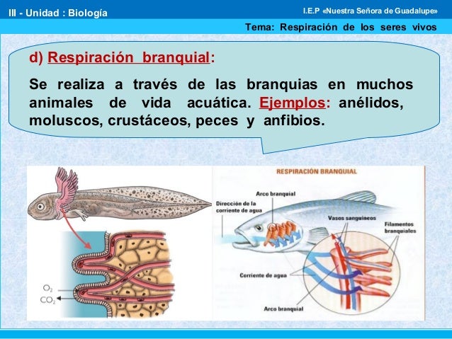 La respiración