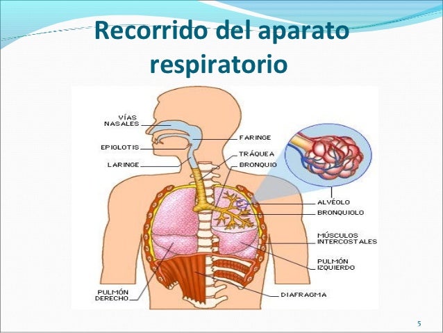 Recorrido del aparato    respiratorio                        5 