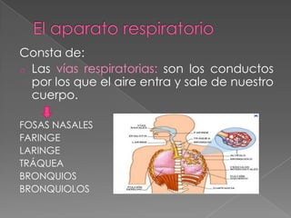 Consta de:
o Las vías respiratorias: son los conductos
  por los que el aire entra y sale de nuestro
  cuerpo.

FOSAS NASA...