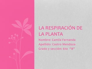 Nombre: Camila Fernanda
Apellido: Castro Mendoza
Grado y sección: 6to “B”
LA RESPIRACIÓN DE
LA PLANTA
 