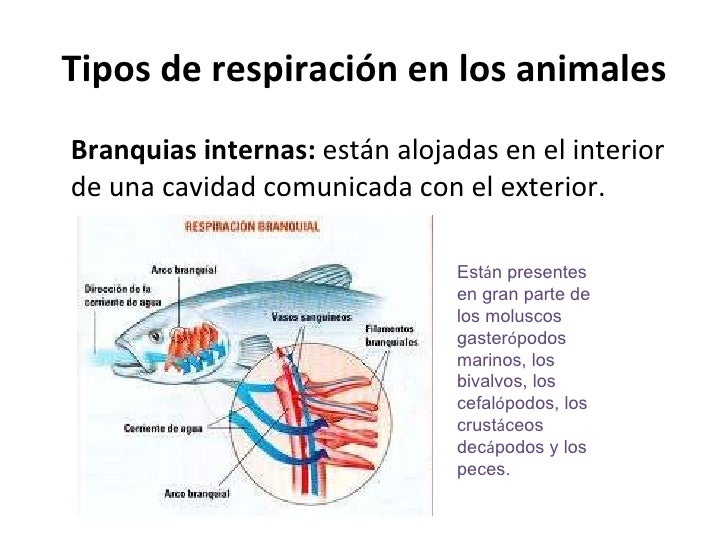 La respiración en los animales