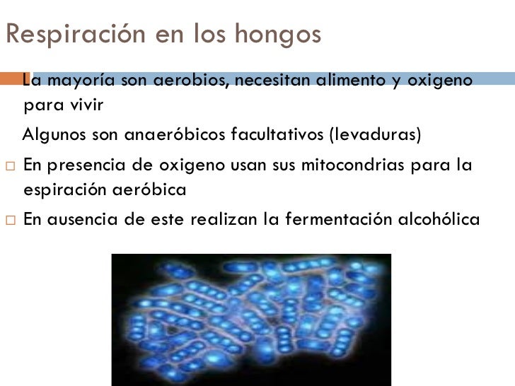 La respiracion