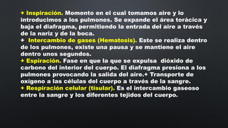 + Inspiración. Momento en el cual tomamos aire y lo
introducimos a los pulmones. Se expande el área torácica y
baja el diafragma, permitiendo la entrada del aire a través
de la nariz y de la boca.
+ Intercambio de gases (Hematosis). Este se realiza dentro
de los pulmones, existe una pausa y se mantiene el aire
dentro unos segundos.
+ Espiración. Fase en que la que se expulsa dióxido de
carbono del interior del cuerpo. El diafragma presiona a los
pulmones provocando la salida del aire.+ Transporte de
oxígeno a las células del cuerpo a través de la sangre.
+ Respiración celular (tisular). Es el intercambio gaseoso
entre la sangre y los diferentes tejidos del cuerpo.
 