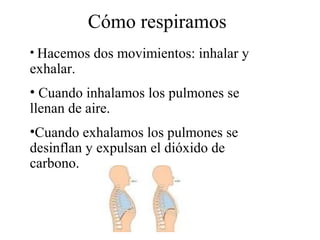 La respiracion.4b (1) | PPT