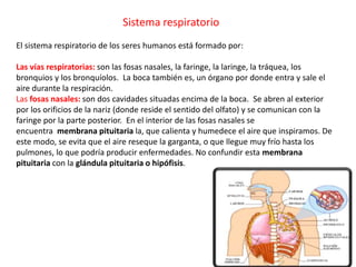 El sistema respiratorio de los seres humanos está formado por:
Las vías respiratorias: son las fosas nasales, la faringe, la laringe, la tráquea, los
bronquios y los bronquíolos. La boca también es, un órgano por donde entra y sale el
aire durante la respiración.
Las fosas nasales: son dos cavidades situadas encima de la boca. Se abren al exterior
por los orificios de la nariz (donde reside el sentido del olfato) y se comunican con la
faringe por la parte posterior. En el interior de las fosas nasales se
encuentra membrana pituitaria la, que calienta y humedece el aire que inspiramos. De
este modo, se evita que el aire reseque la garganta, o que llegue muy frío hasta los
pulmones, lo que podría producir enfermedades. No confundir esta membrana
pituitaria con la glándula pituitaria o hipófisis.
Sistema respiratorio
 