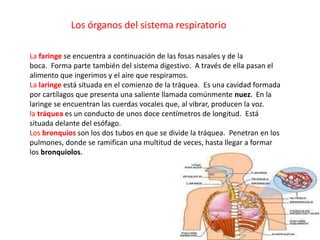 La faringe se encuentra a continuación de las fosas nasales y de la
boca. Forma parte también del sistema digestivo. A través de ella pasan el
alimento que ingerimos y el aire que respiramos.
La laringe está situada en el comienzo de la tráquea. Es una cavidad formada
por cartílagos que presenta una saliente llamada comúnmente nuez. En la
laringe se encuentran las cuerdas vocales que, al vibrar, producen la voz.
la tráquea es un conducto de unos doce centímetros de longitud. Está
situada delante del esófago.
Los bronquios son los dos tubos en que se divide la tráquea. Penetran en los
pulmones, donde se ramifican una multitud de veces, hasta llegar a formar
los bronquiolos.
Los órganos del sistema respiratorio
 