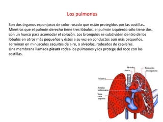 Los pulmones
Son dos órganos esponjosos de color rosado que están protegidos por las costillas.
Mientras que el pulmón derecho tiene tres lóbulos, el pulmón izquierdo sólo tiene dos,
con un hueco para acomodar el corazón. Los bronquios se subdividen dentro de los
lóbulos en otros más pequeños y éstos a su vez en conductos aún más pequeños.
Terminan en minúsculos saquitos de aire, o alvéolos, rodeados de capilares.
Una membrana llamada pleura rodea los pulmones y los protege del roce con las
costillas.
 