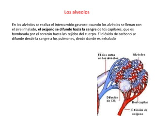 Los alveolos
En los alvéolos se realiza el intercambio gaseoso: cuando los alvéolos se llenan con
el aire inhalado, el oxígeno se difunde hacia la sangre de los capilares, que es
bombeada por el corazón hasta los tejidos del cuerpo. El dióxido de carbono se
difunde desde la sangre a los pulmones, desde donde es exhalado
 