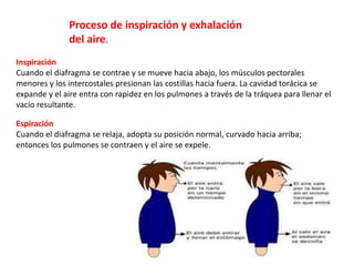 Proceso de inspiración y exhalación
del aire.
Inspiración
Cuando el diafragma se contrae y se mueve hacia abajo, los músculos pectorales
menores y los intercostales presionan las costillas hacia fuera. La cavidad torácica se
expande y el aire entra con rapidez en los pulmones a través de la tráquea para llenar el
vacío resultante.
Espiración
Cuando el diafragma se relaja, adopta su posición normal, curvado hacia arriba;
entonces los pulmones se contraen y el aire se expele.
 