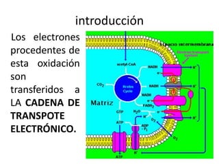 introducciónLos electrones procedentes de esta oxidación son transferidos a LA CADENA DE TRANSPOTE ELECTRÓNICO.