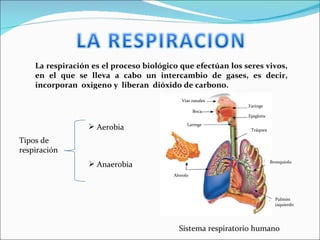 La respiración es el proceso biológico que efectúan los seres vivos, en el que se lleva a cabo un intercambio de gases, es decir, incorporan  oxigeno y  liberan  dióxido de carbono.  Tipos de respiración ,[object Object],[object Object],Sistema respiratorio humano Vías nasales Boca Laringe Alveolo Faringe Epiglotis Tráquea Bronquiolo Pulmón izquierdo 